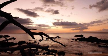 ワイアレア・ビーチ（ビーチ69） » 海と倒木が絵になる！ ／ ハワイ島 コハラ・コースト（サウスコハラ）