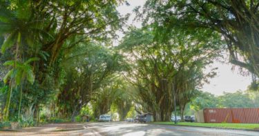 バニヤン・ドライブ » 早朝、お散歩しよう！ ／ ヒロ ハワイ島